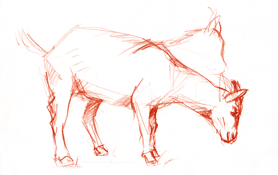Sketches of animals - goat